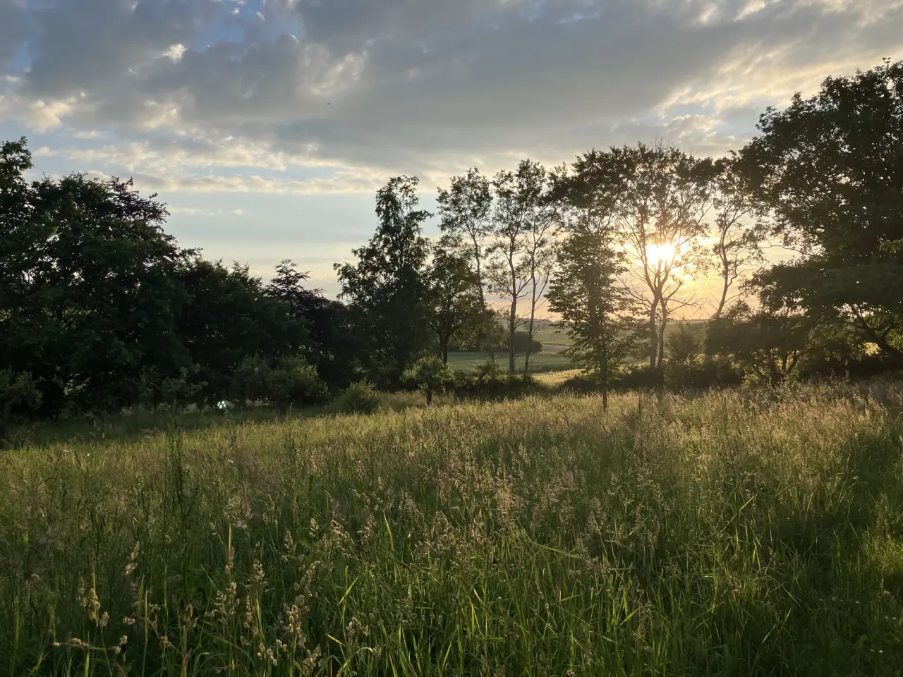 Wiese bei Sonnenuntergang in der Umgebung der Pension