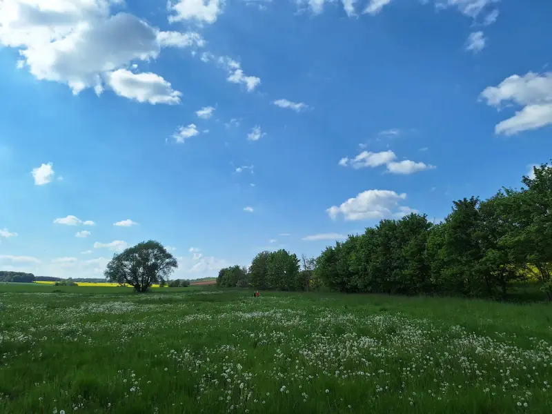Frühlingswiese mit Pusteblumen direkt neben der Pension