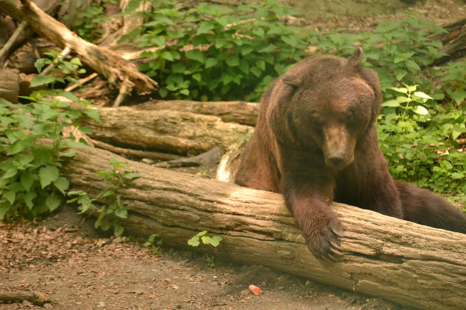 Braunbär lehnt entspannt auf einem Baumstamm im naturnahen Gehege