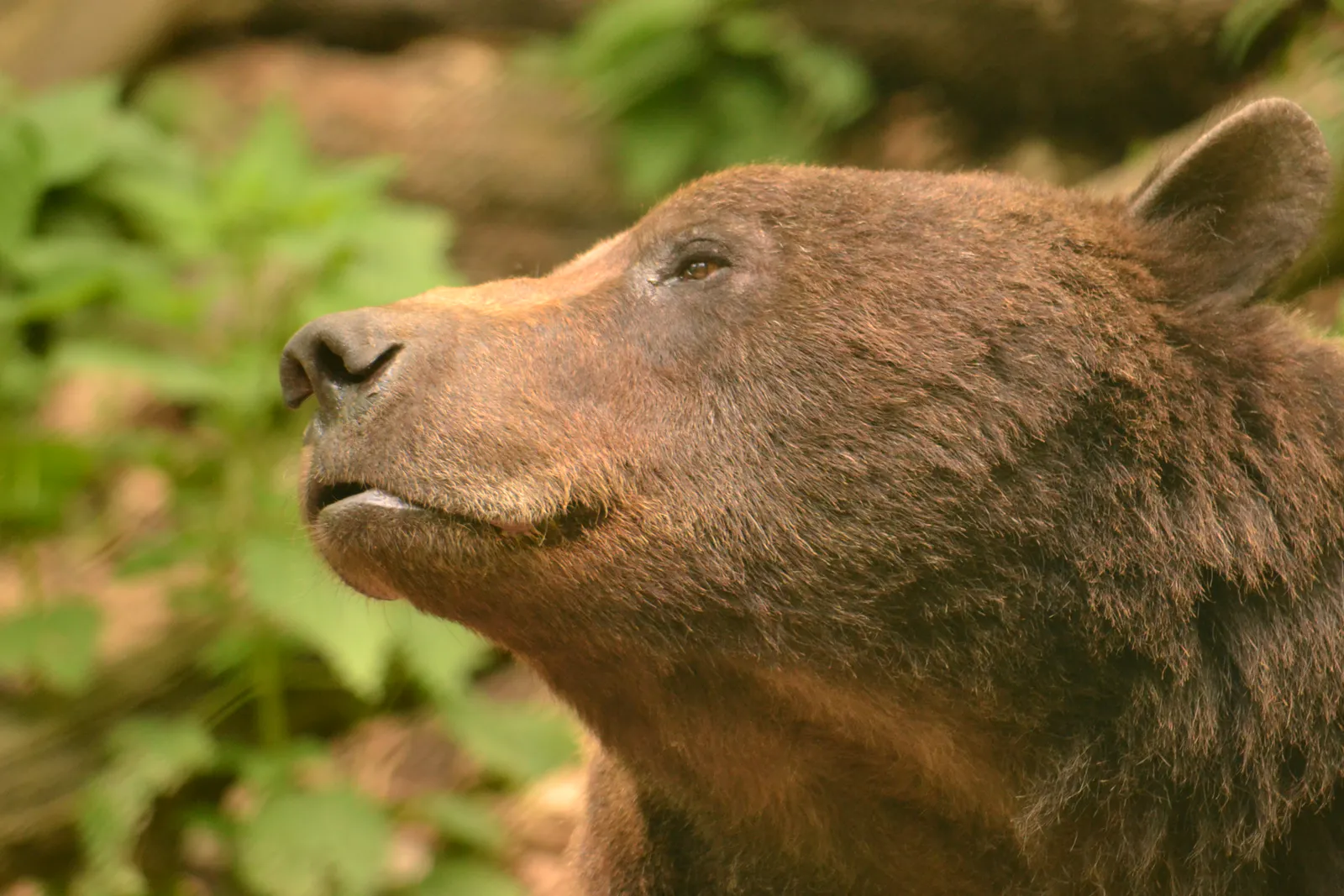 Brown bear – expressive close-up of the head