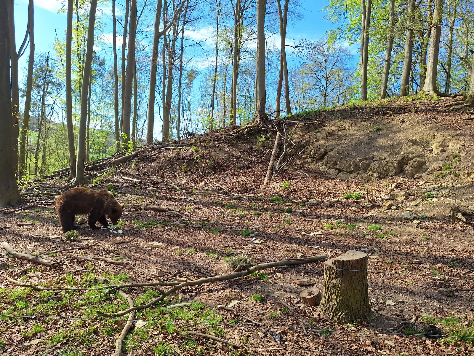 Braunbär durchstreift sein weitläufiges Waldgehege im Frühling
