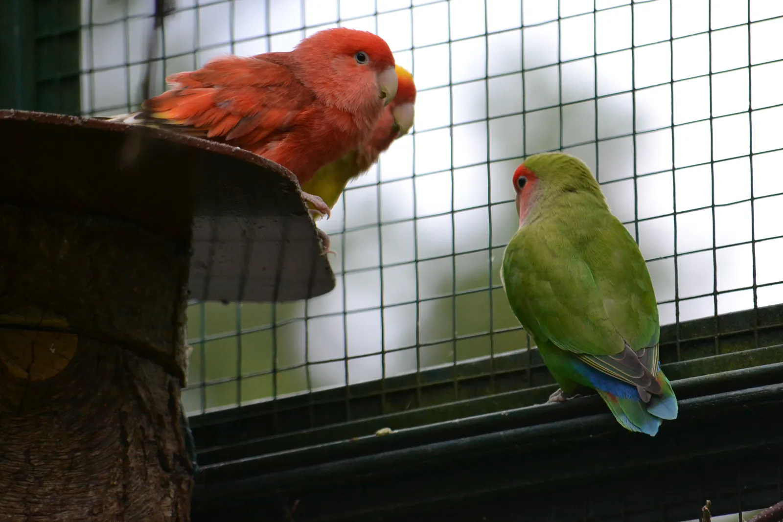 Colourful parrots in the aviary area of the bear park