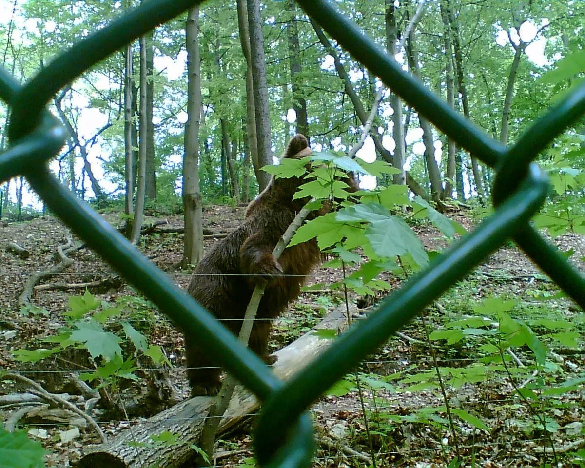 Braunbär im Alternativen Bärenpark Worbis