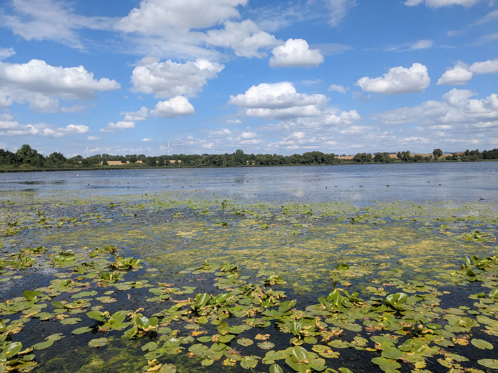 Seeburger See – water lilies on the still lake under summer clouds