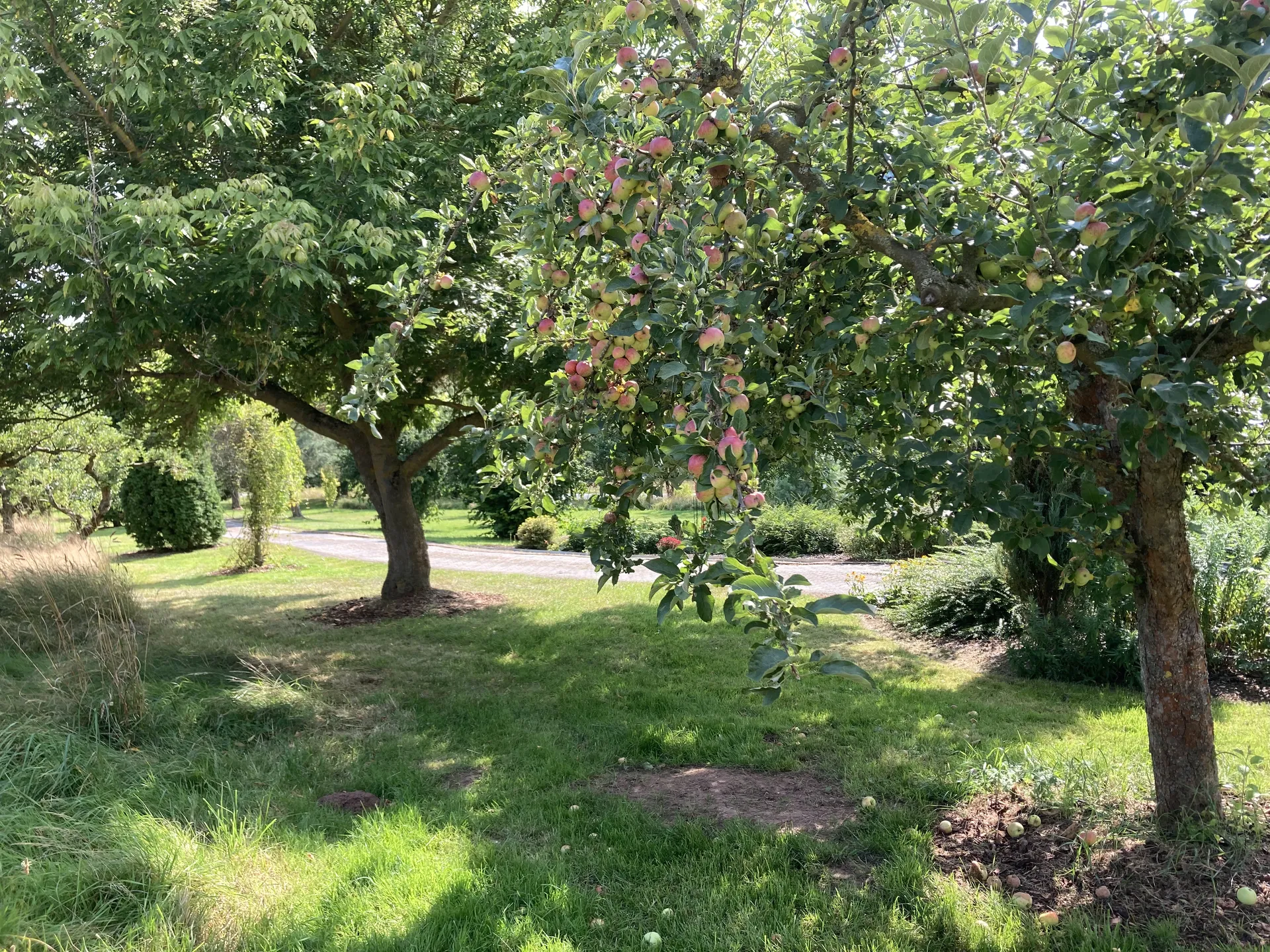 Apfelbäume mit reifen Früchten im Garten der Pension