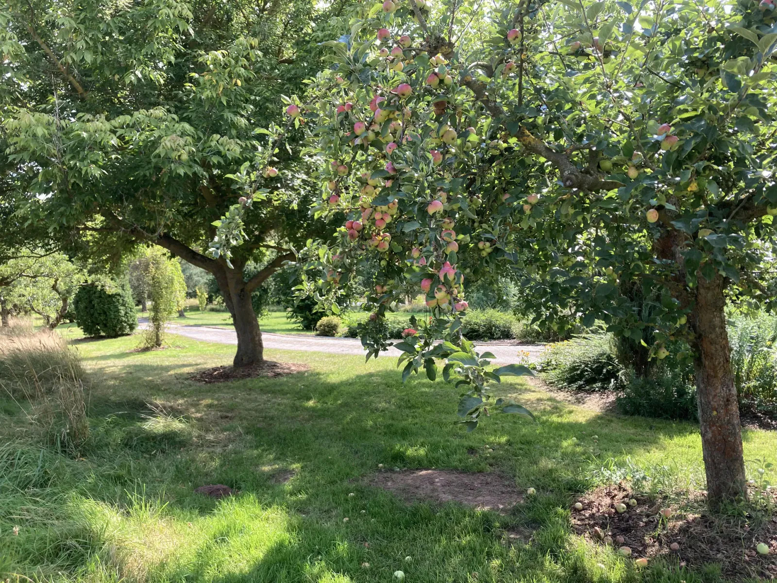 Apfelbäume mit reifen Früchten im Garten der Pension