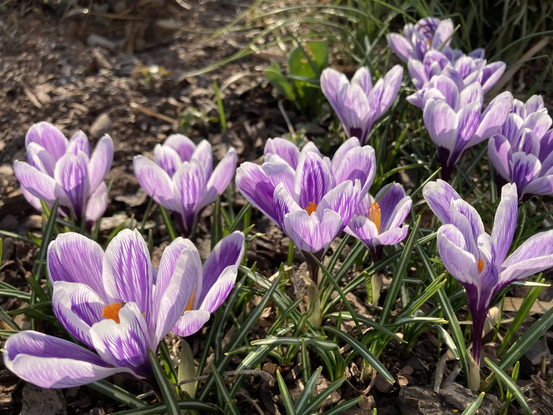 Lila Krokusse im Frühling