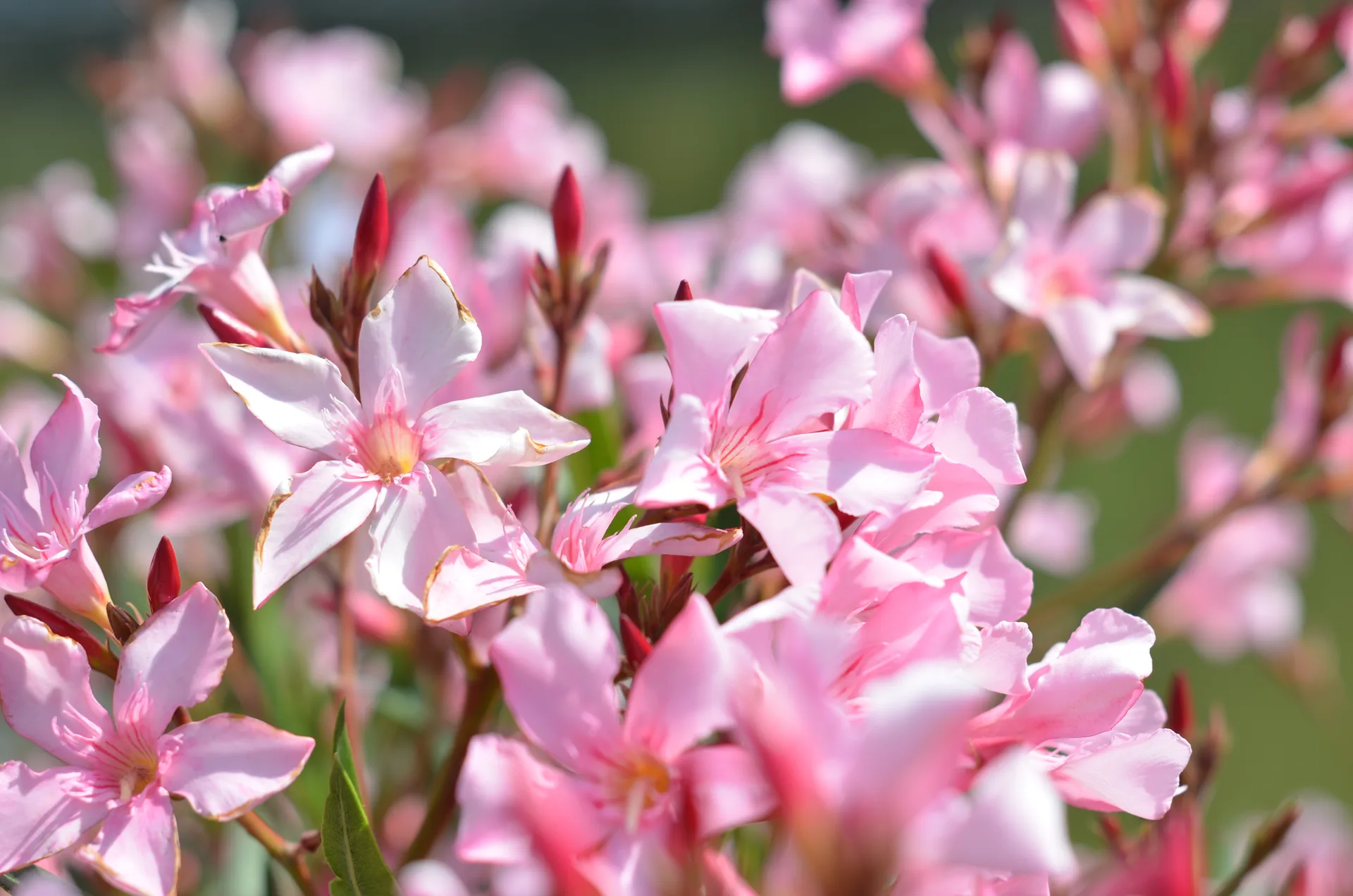 Landesgartenschau 2026 in Leinefelde-Worbis