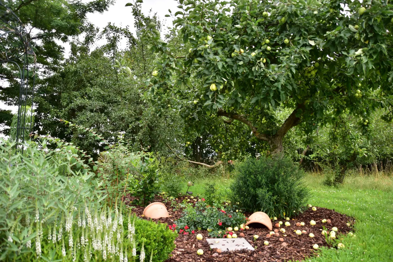 Apfelbaum mit reifen Früchten und Blumenbeeten im Pensionsgarten
