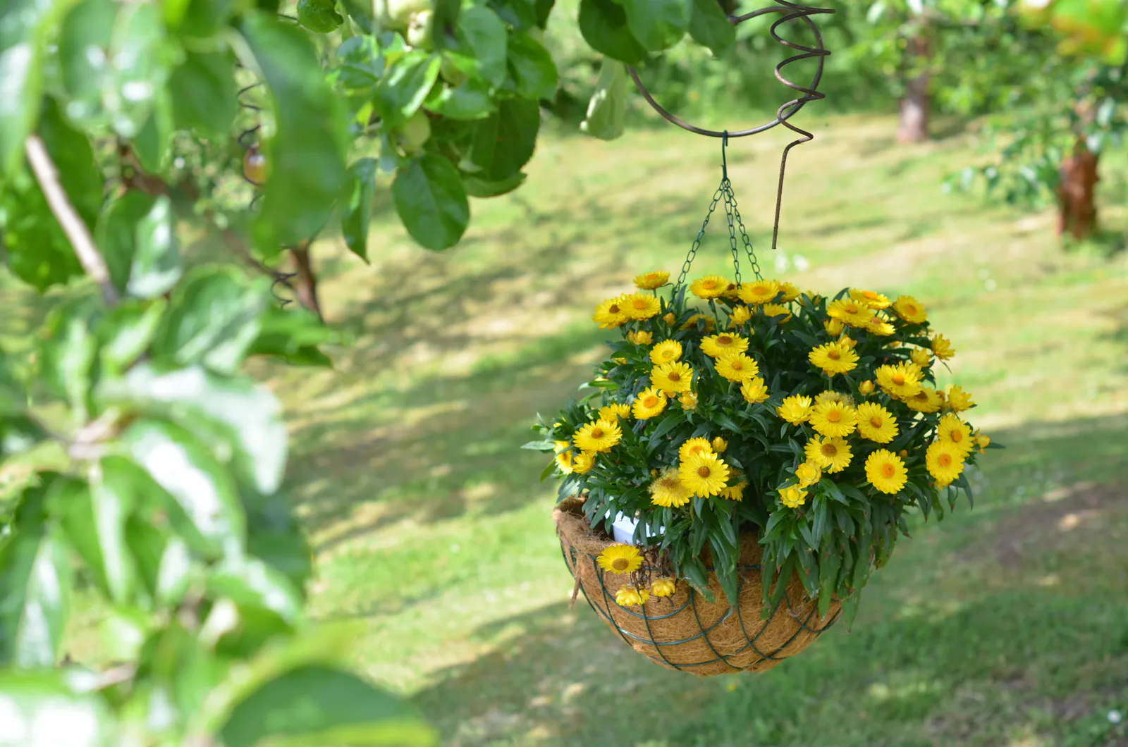 Hanging flower basket in the garden of Pension Volgenandt
